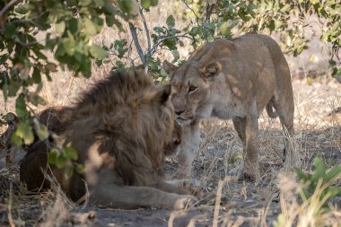 Aslanlı aslan Kruger Milli Parkı, Güney Afrika.