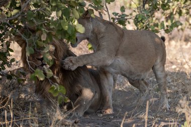 Güney Afrika 'daki Kruger Ulusal Parkı' nda aslan var.