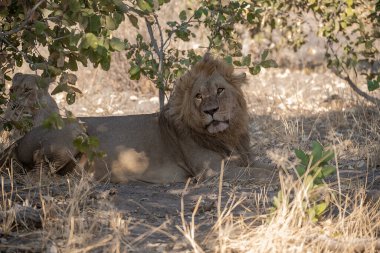 Güney Afrika ulusal parkında aslan var.
