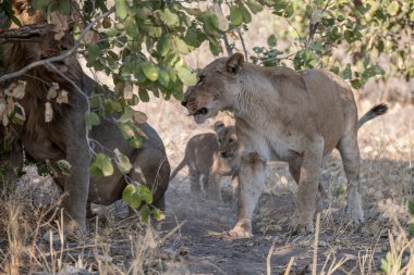Güney Afrika 'daki Kruger Ulusal Parkı' nda aslan var.