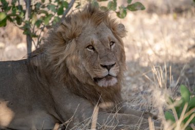 Aslan ın kruger national park, Güney Afrika