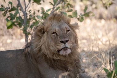 Bir Afrika aslanı portresi