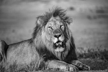 Kruger Park, Güney Afrika 'daki erkek aslan.