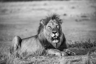 Kruger Park 'taki aslan.