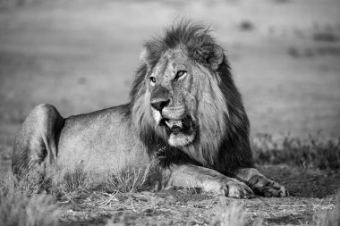 Güney Afrika 'daki Kruger Ulusal Parkı' nda aslan var.
