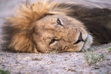 Aslan çimenlerde yatıyor.