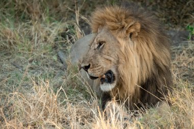 Afrika savanındaki aslan.