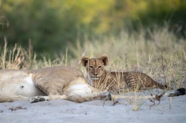 Afrika 'nın güneyindeki Kruger Ulusal Parkı' nda kumların üzerinde yatan genç aslanlar.