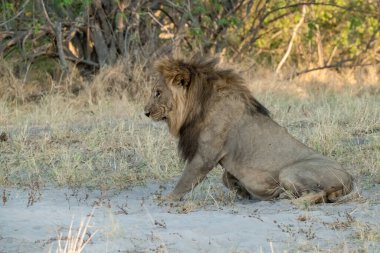 Erkek aslan kuru çalılıklarda yürüyor.