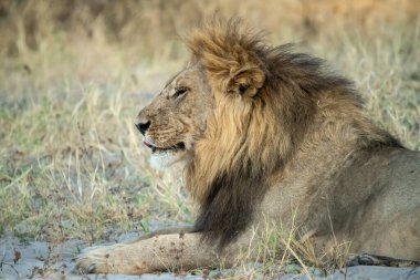 Erkek aslan yerde yatıyor. Kruger Ulusal Parkı, Güney Afrika.