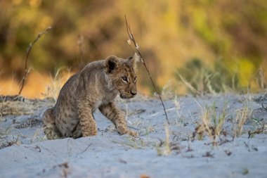 Aslan yavrusu kumda yürüyor.