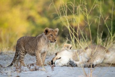 mother and her lion cub lying in grass