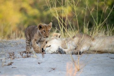 Güney Afrika 'nın ulusal parkında dişi aslan.