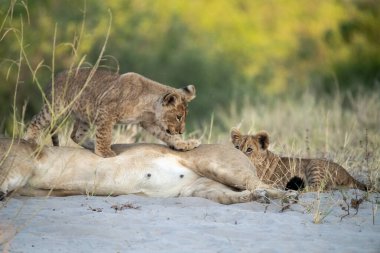 Aslan yavrusu kumda yerde yatıyor..