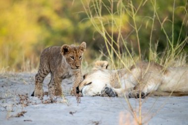 female lioness and cub lying on grass in kruger park, south africa