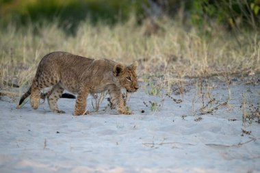 Afrika 'nın güneyindeki Kruger parkında oynayan vahşi aslan yavrusu..