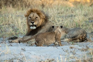 Bebekli aslan ailesi