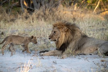 lion cub and mother in the kruger park, south africa.