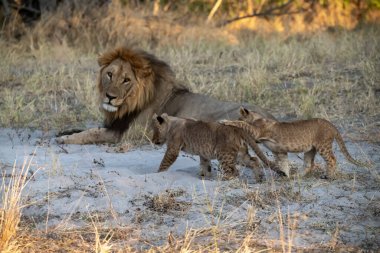 Aslan ve Yavru Kruger Ulusal Parkı, Güney Afrika.