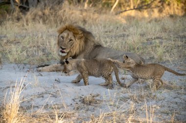 Yavrusu olan aslan ailesi