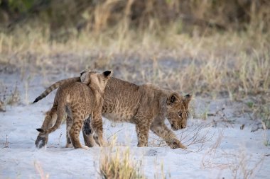 Aslan yavrusu çalıların arasında