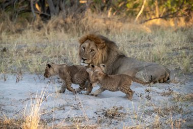 Aslan ailesi bozkırda yürüyor.