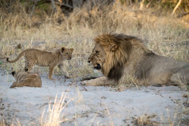 african lion family with baby