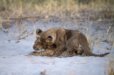 Genç Afrikalı aslan yavrusu