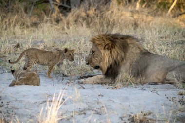 Genç Aslan Kruger Ulusal Parkı - Güney Afrika - Felidae 'nin Panthera Leo Ailesi
