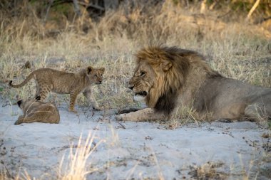 Aslan yavrusuyla aslan