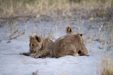 Aslan yavrusu kuma döşeme