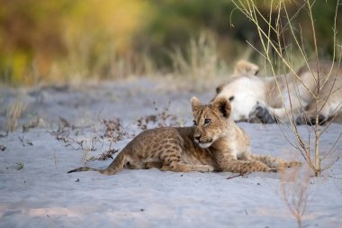 Genç vahşi aslan ve yavru bozkırda oynuyorlar.