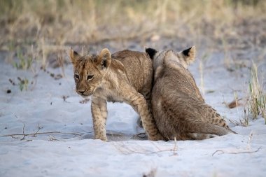 two lions in the sand in the etosha national park