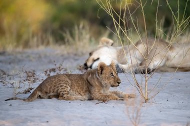 Afrika aslanı yavrusu annesiyle birlikte Güney Afrika 'daki Kruger Ulusal Parkı' nda kuru bir çimenlikte..