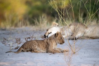 wild lion cub playing by the bush