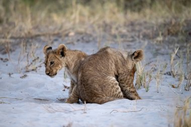 Dişi aslan yavrusu çimenlerde yürüyor.