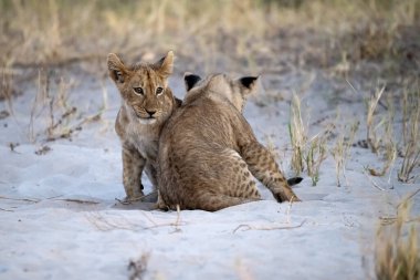 two lioness cub playing on the sand in the kruger national park, south africa