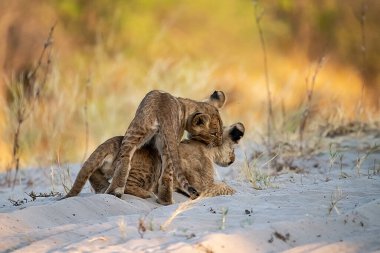 young lion cubs playing with their mother