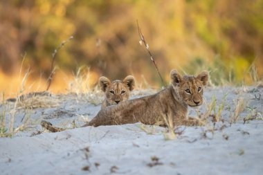 two young lions playing in a sand dune in the chobe national park, botswana.
