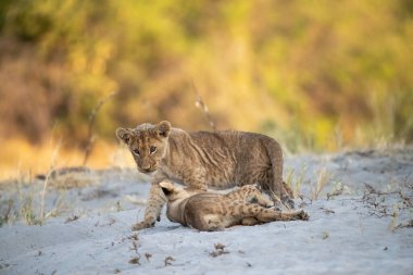 Anne ve aslan yavruları Kruger Ulusal Parkı, Güney Afrika