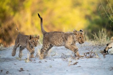 Aslan yavrusu çimenlerde yürüyor.