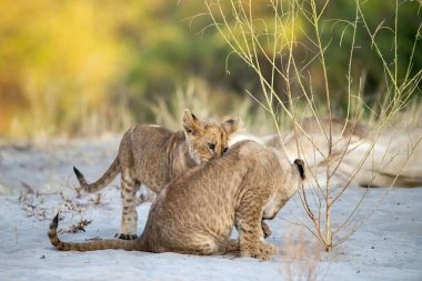 two young cheetah playing with cubs