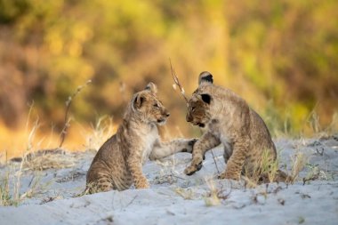 Etoşa 'da kumlarda oynayan iki aslan, namibya