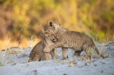 Genç aslan yavrusu oynuyor