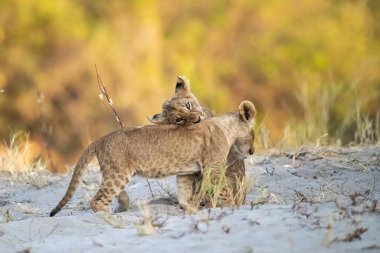 Aslan yavrusu kuru çimenlerde yürüyor