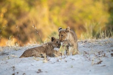 Aslan yavrusu çimlerde