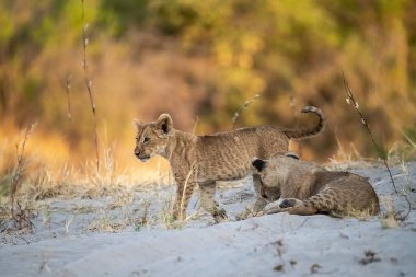 cheetah cub in desert with grass