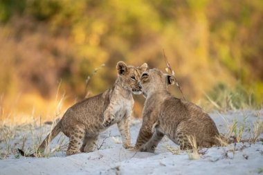 Çita yavrusu ve yavrusu doğada