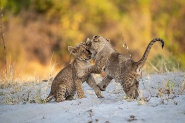 İki Afrika aslanı bir ağaçta oynuyor..