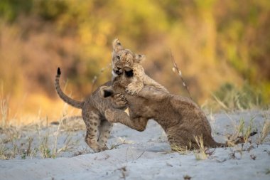 Savanada kavga eden iki vahşi yavru.